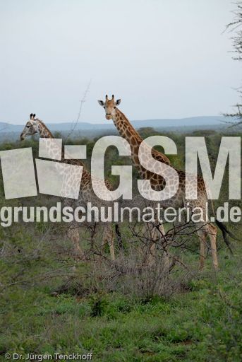 Giraffe (12 von 94).jpg